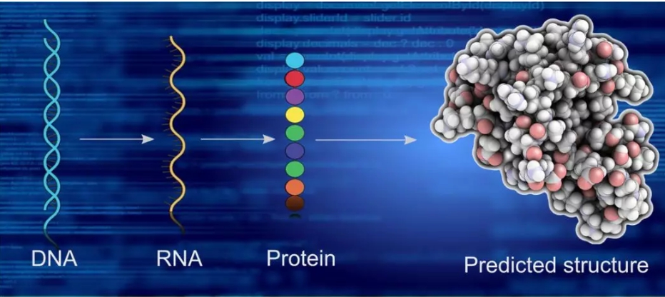 圖 | 從 DNA 到蛋白質 3D 結構(圖片來源:profacgen.com)
