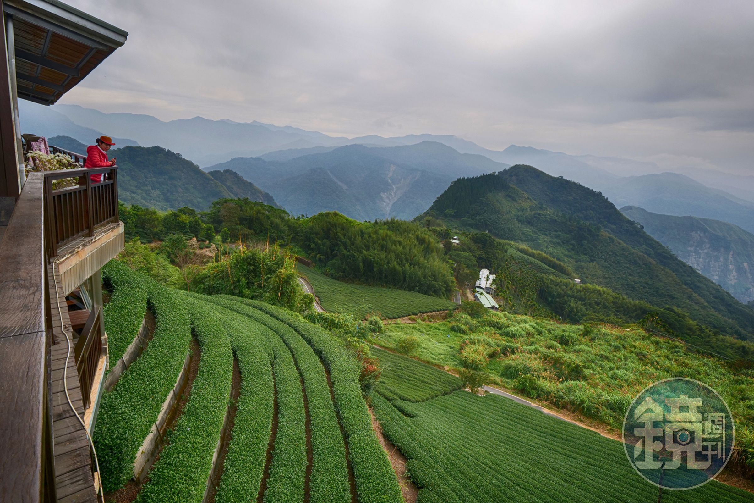 「生力農場」是阿里山上，擁有35年歷史的茶農。