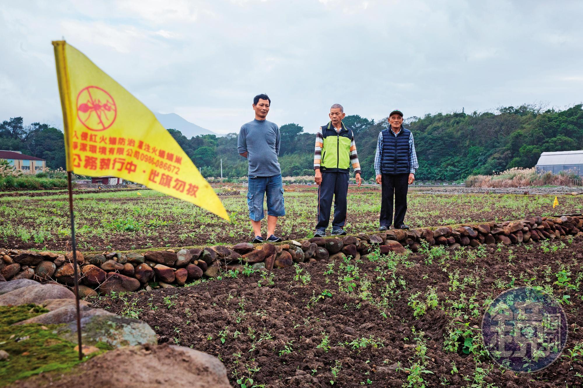紅火蟻入侵淡水屯山里，田裡插著黃旗示警，依然有近百位居民被攻擊。