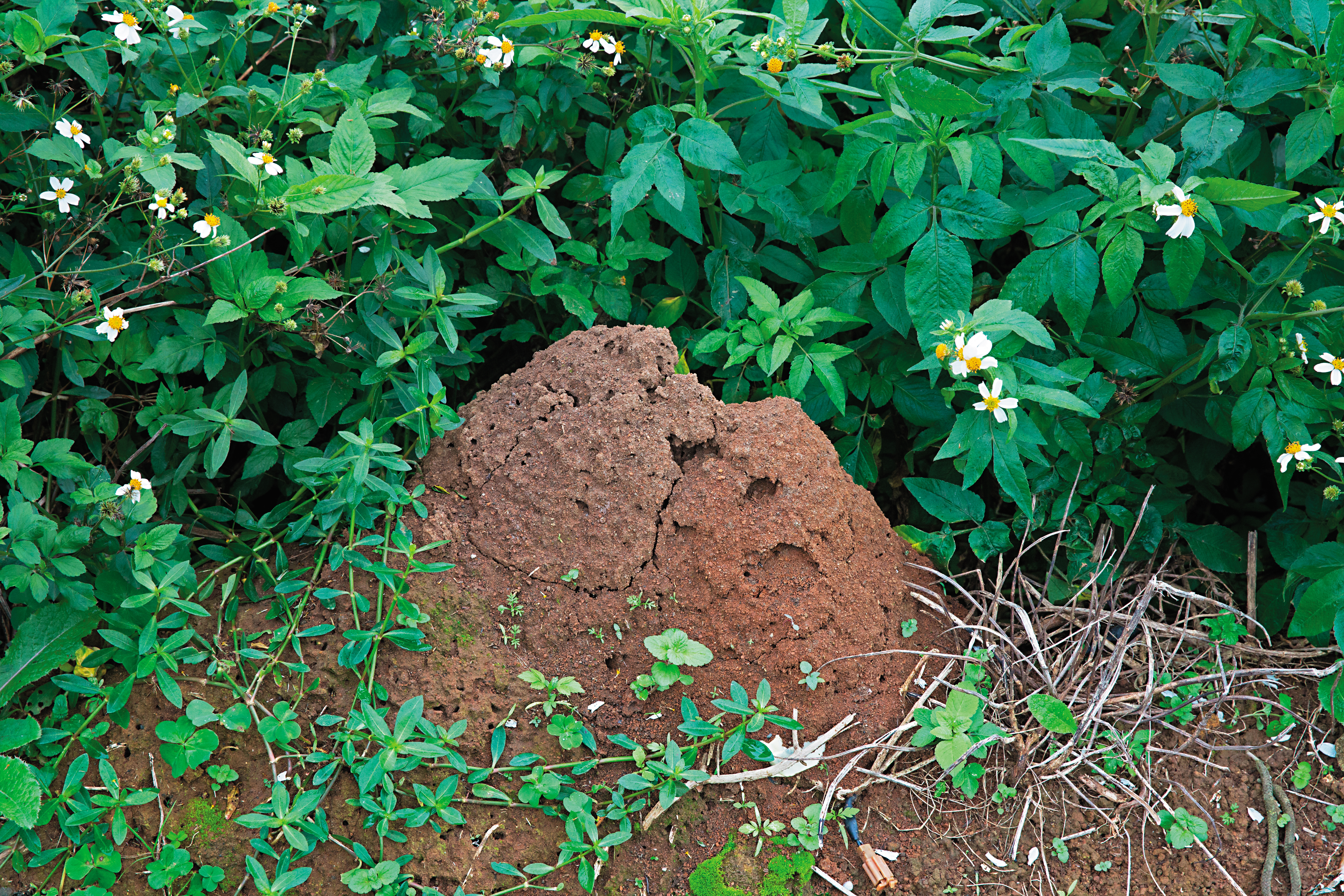 紅火蟻的蟻丘藏在樹叢中，不小心就可能誤踏被攻擊。