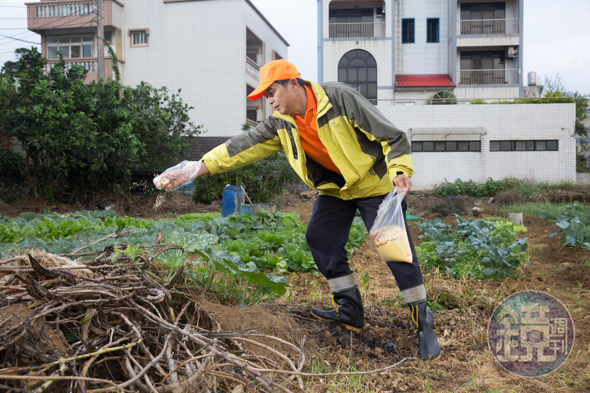 屯山里農民自發性撒藥對抗紅火蟻，但新北缺乏中央統籌角色，難以將其全數撲滅。