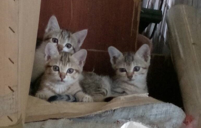 小貓平時住在民眾家後院，卻遭紅火蟻群起攻擊，最終不幸身亡。（民眾提供）