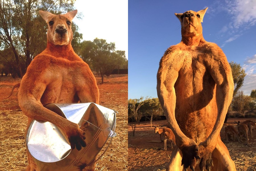 澳洲明星袋鼠羅傑（Roger）日前過世，牠因2015年一張秀肌肉、壓扁鐵桶的照片爆紅。（翻攝自The Kangaroo Sanctuary Alice Springs粉專）