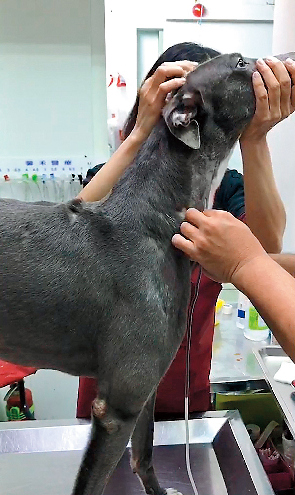 院內飼養的「海士力」下場最慘,竟被超抽到貧血。(讀者提供)