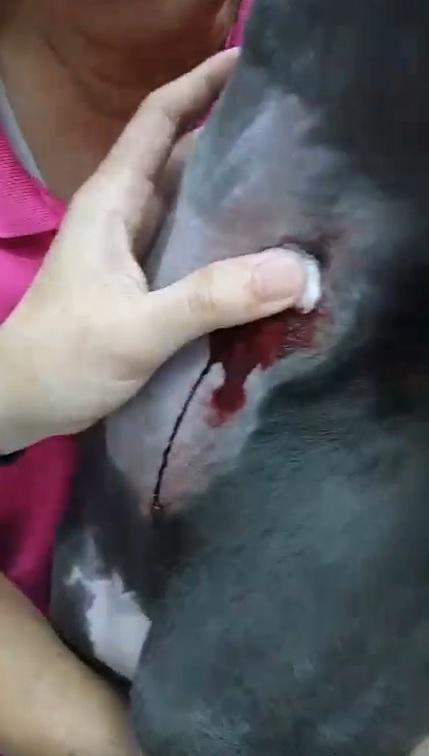本刊接獲爆料,國泰動物醫院為了牟取暴利,不但超抽血犬的血導致狗狗軟腳、貧血。(讀者提供)