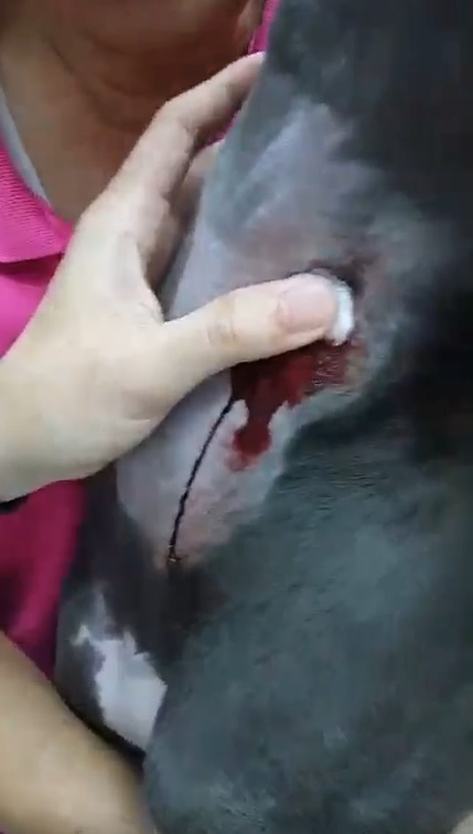 本刊接獲爆料,國泰動物醫院為了牟取暴利,不但超抽血犬的血導致狗狗軟腳、貧血。(讀者提供)