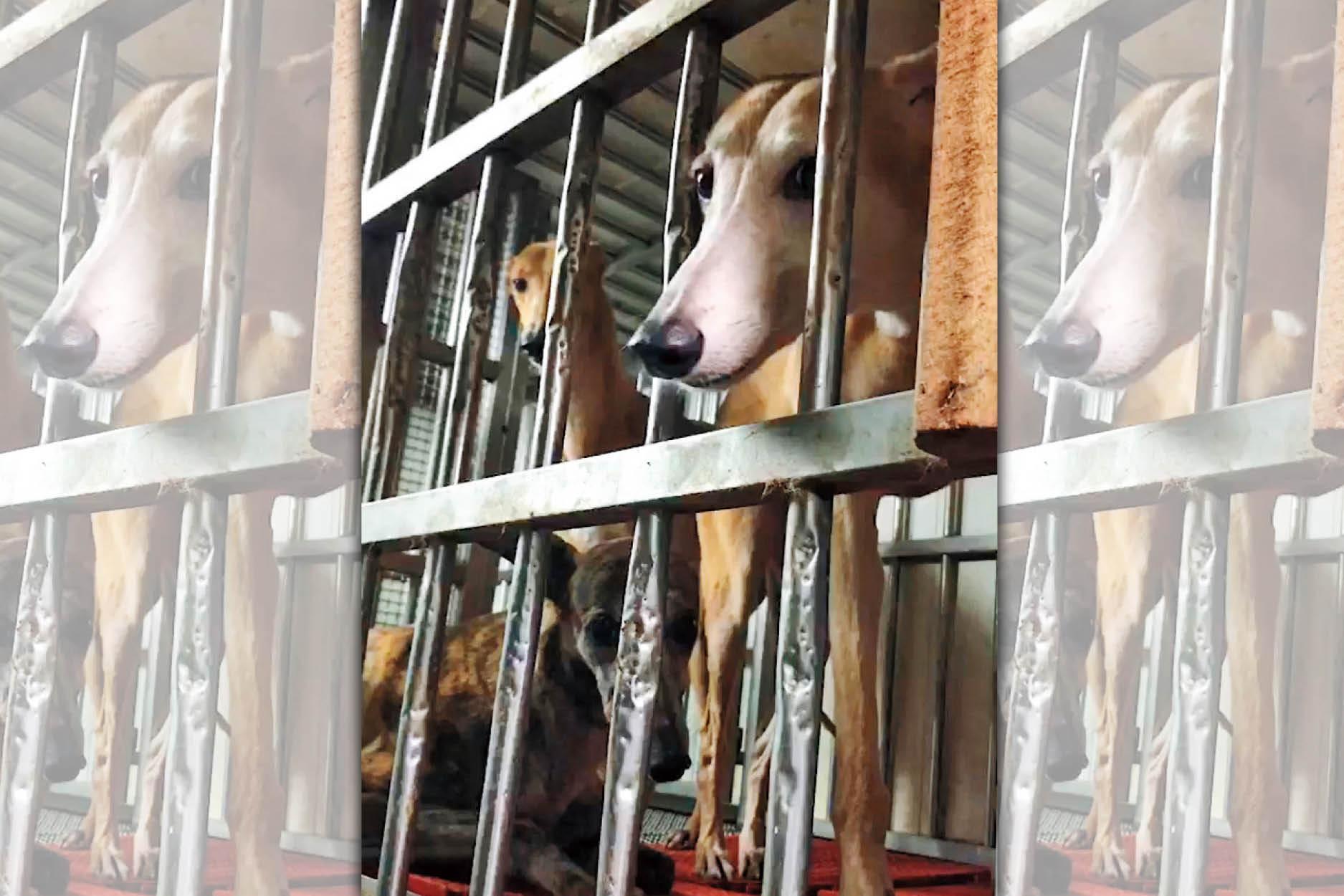 替醫院賺錢的血犬，多隻長期關在同一籠，暗無天日，鐵籠上可見多處清楚咬痕。（讀者提供）