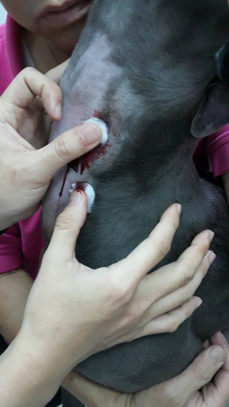 國泰動物醫院為牟取暴利,超抽血犬的血導致狗狗軟腳、貧血。(讀者提供)