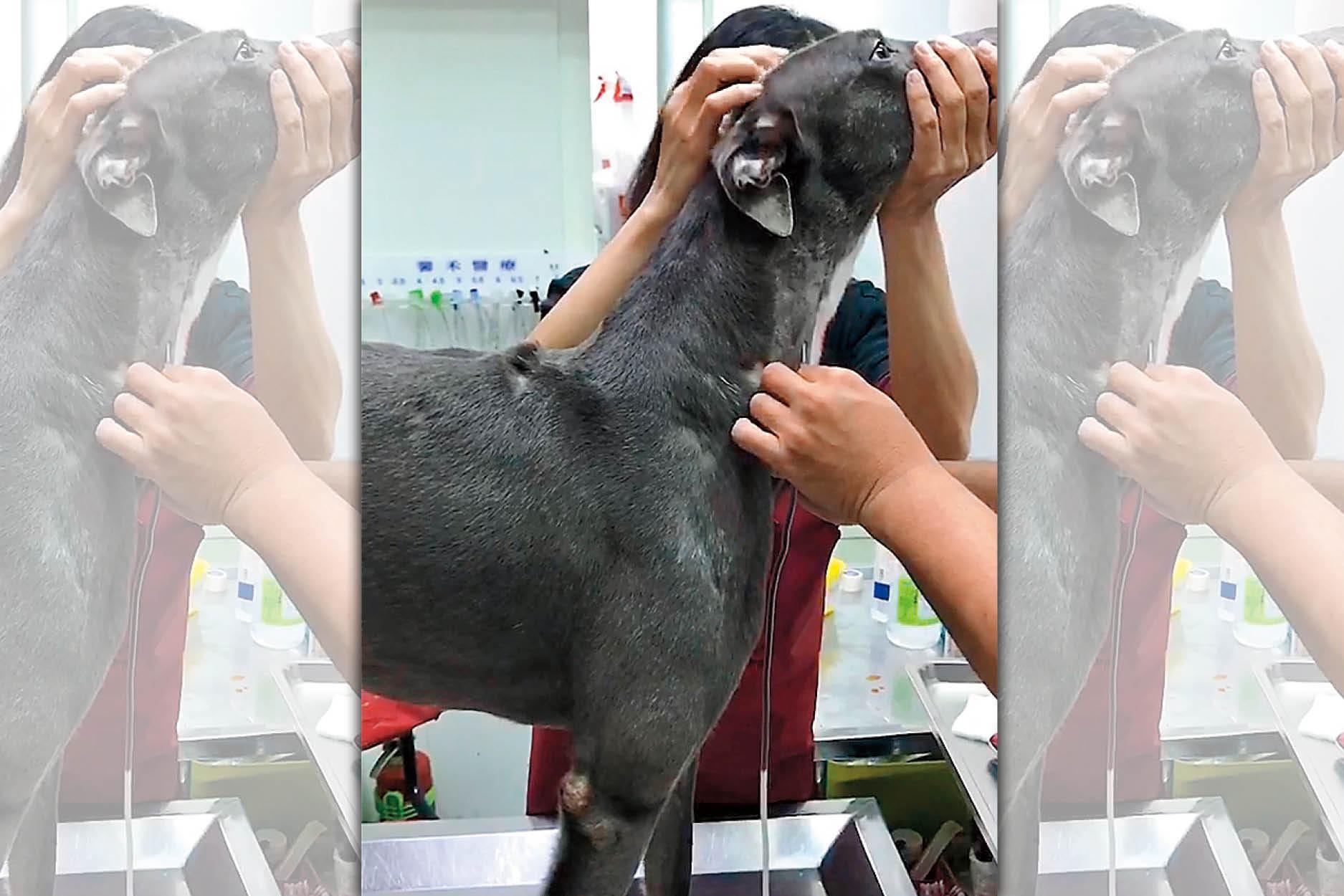 院內飼養的「海士力」下場最慘，竟被超抽到貧血。（讀者提供）