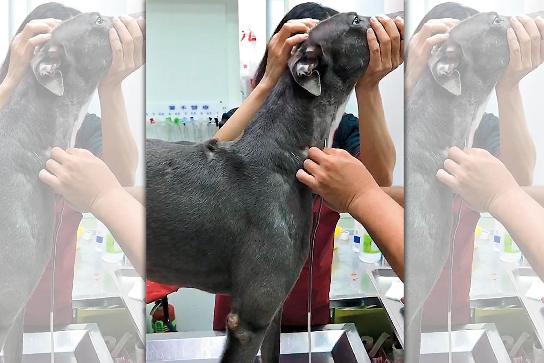 院內飼養的「海士力」下場最慘，竟被超抽到貧血。（讀者提供）