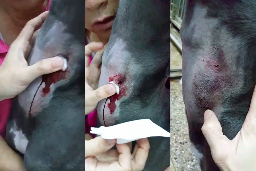 因醫師找不到血管，竟在血犬脖子連插4針，導致血流不止、大噴血。（讀者提供）