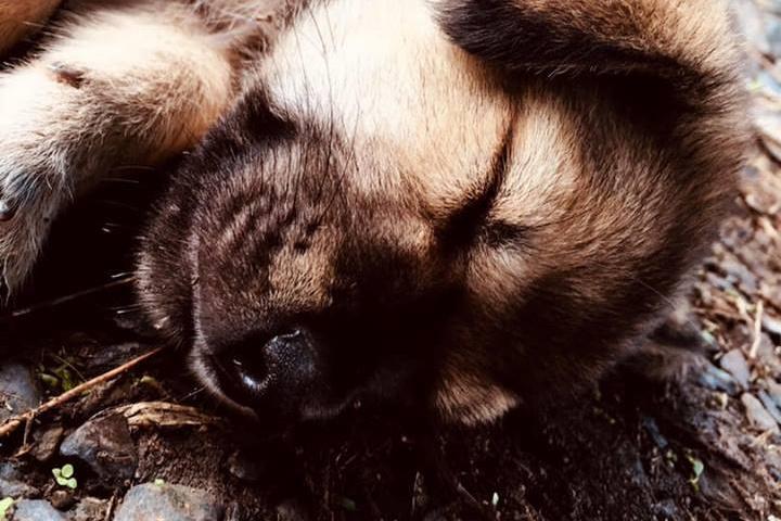 飼主怨防疫所將犬隻麻醉但不結紮，防疫所的回覆卻狠狠打臉。（翻攝爆怨公社臉書）