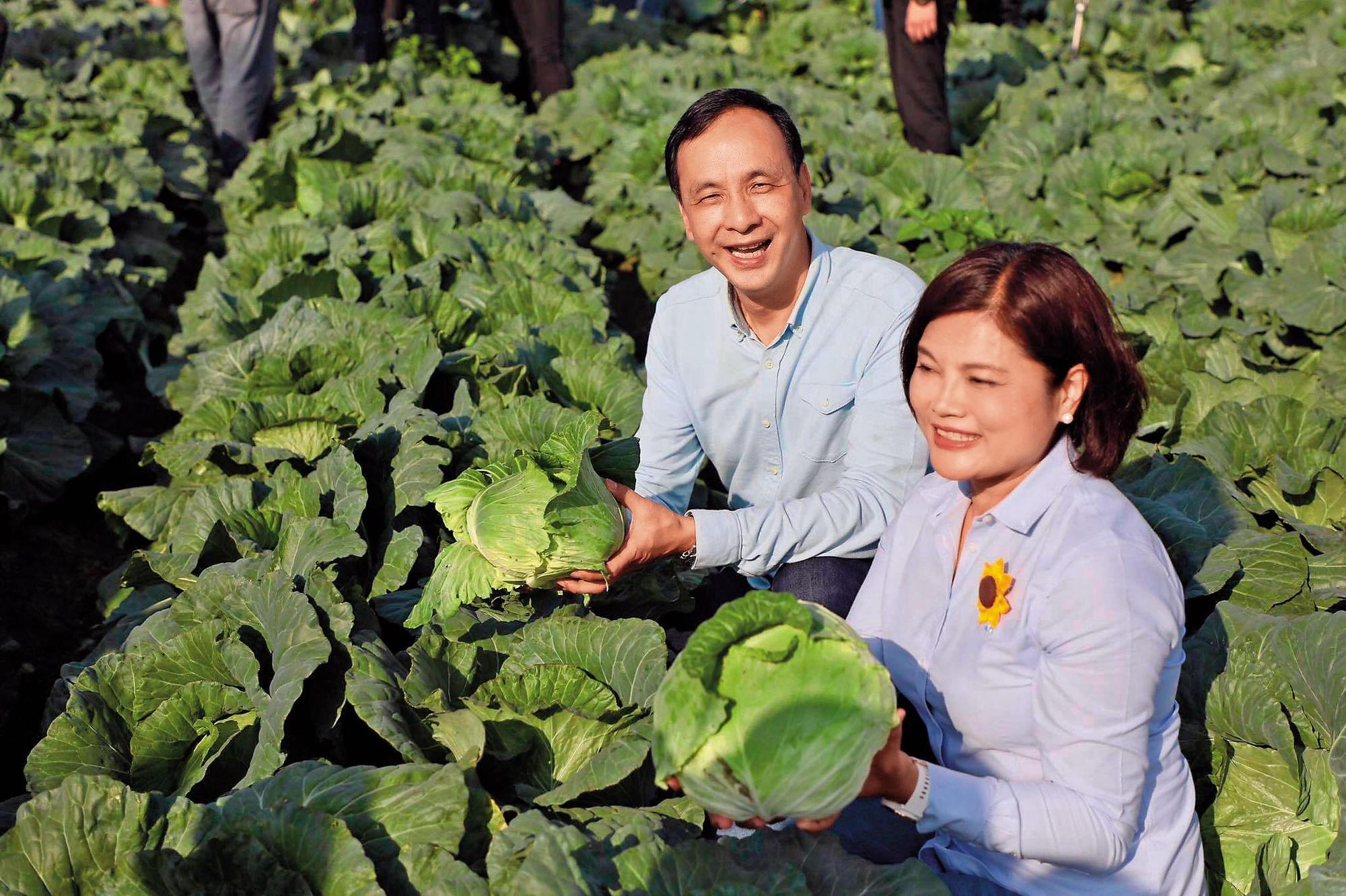朱立倫選後應準雲林縣長張麗善之邀，南下採購400噸高麗菜幫助農民，之前也幫忙行銷茂谷柑、文旦柚等，讓朱跨出淡水河。（翻攝自朱立倫臉書）