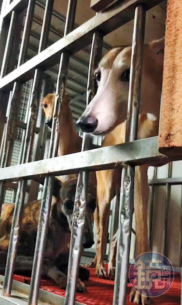 另隻血犬Delta也被超抽到軟腳，有醫師在LINE群組上要求替牠驗QBC（紅白血球數據）。（讀者提供）
