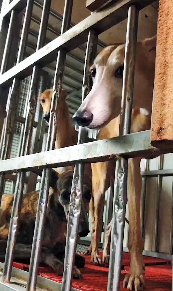 另隻血犬Delta也被超抽到軟腳，有醫師在LINE群組上要求替牠驗QBC（紅白血球數據）。（讀者提供）