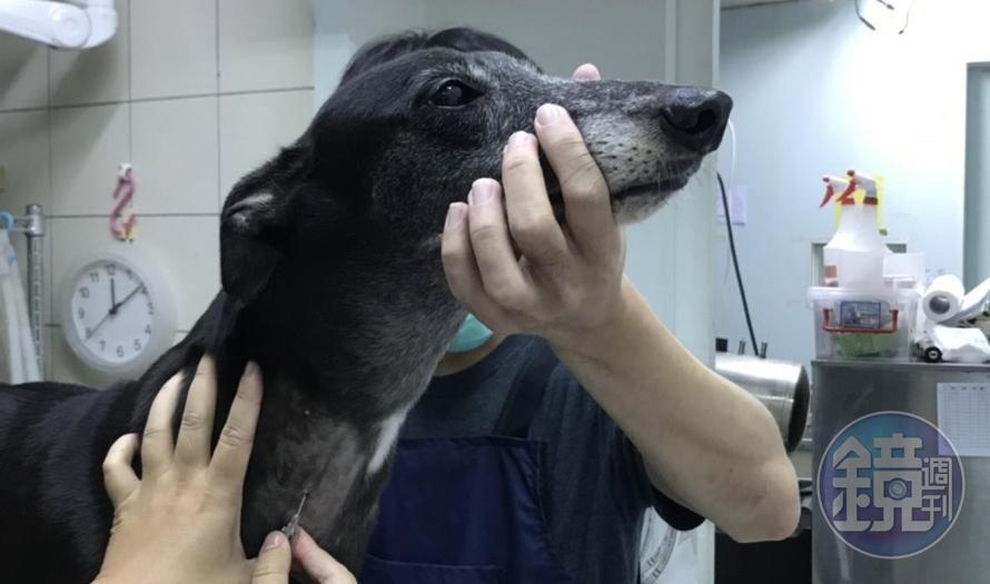國泰動物醫院涉虐狗遭北市府重罰26.5萬元。圖為院內血犬抽血的畫面。（讀者提供）