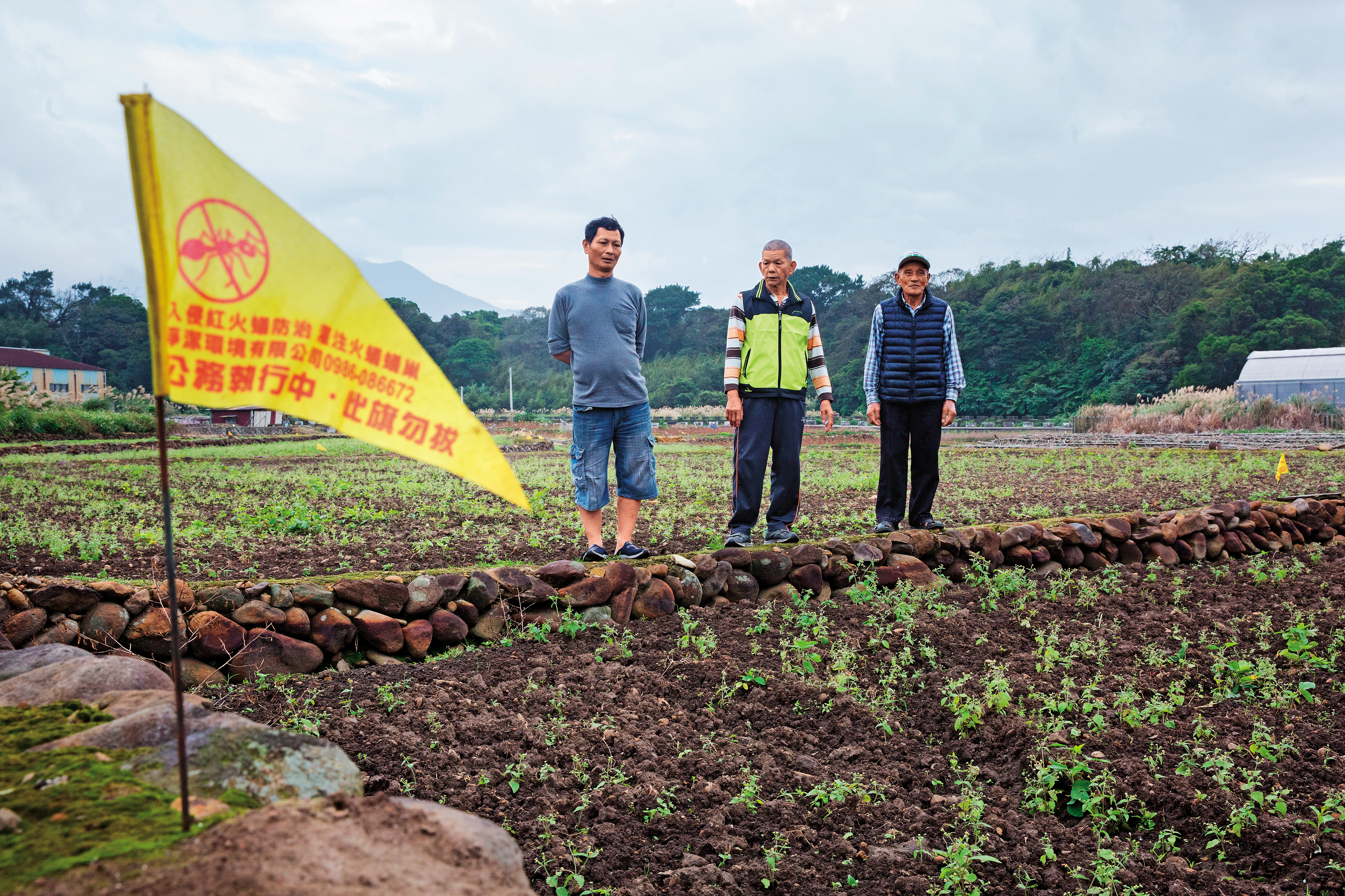 紅火蟻入侵淡水屯山里，田裡插著黃旗示警，依然有近百位居民被攻擊。