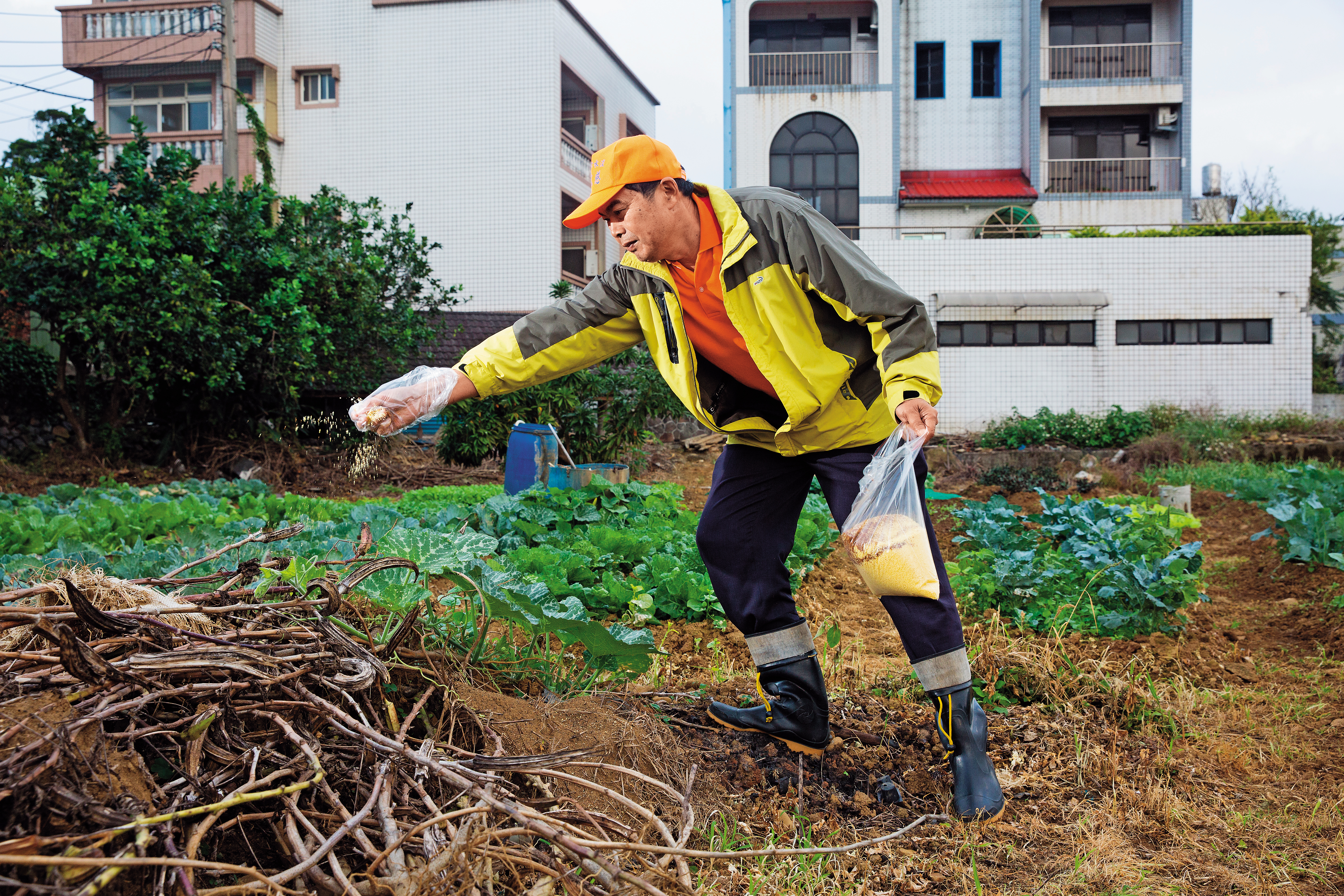 屯山農民自發性撒藥對抗紅火蟻，但新北缺乏中央統籌角色，難以將其全數撲滅。