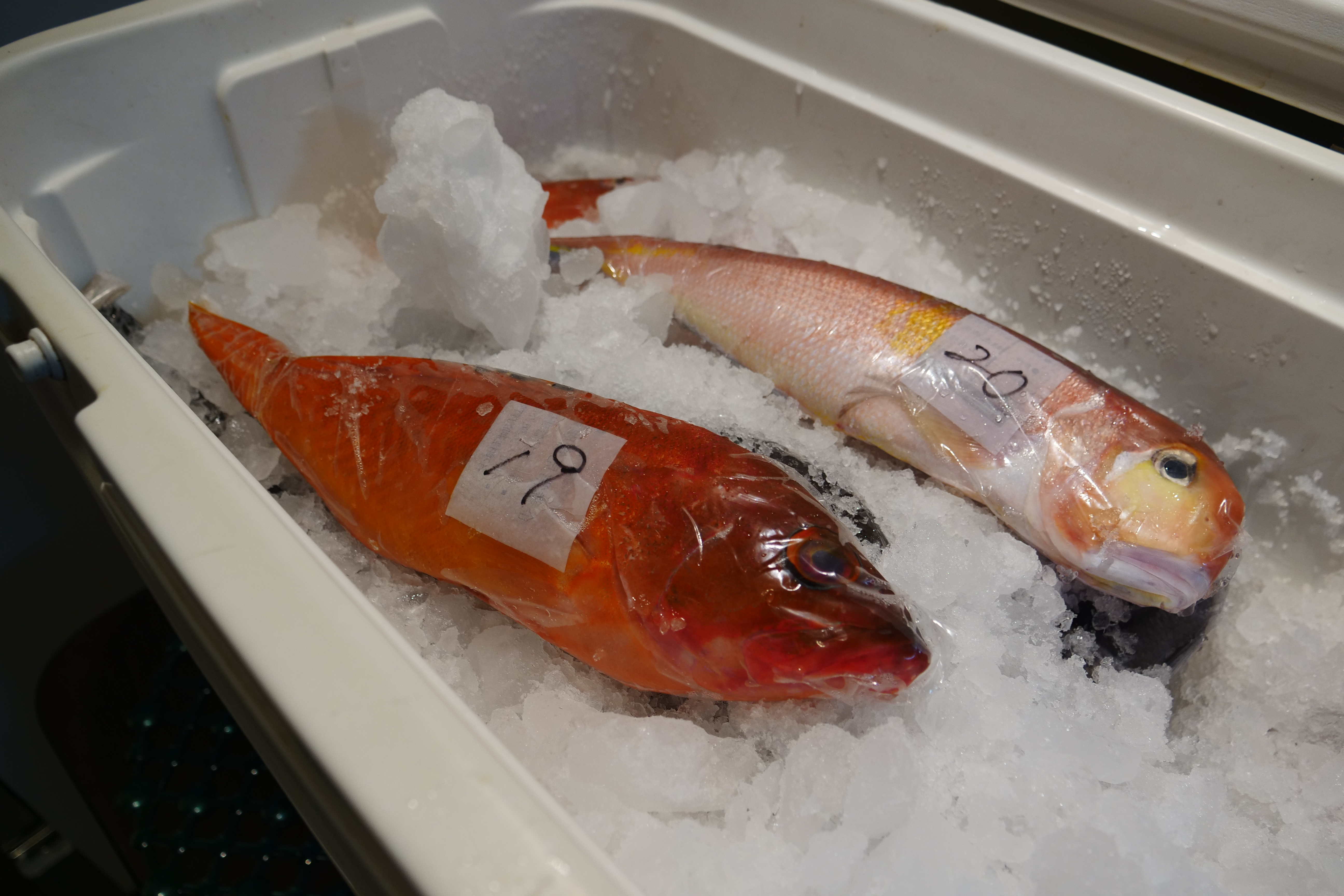 為了維持魚的鮮度和口感，處理好的魚會封袋、標示重量，再放進裝滿碎冰的保冷箱。