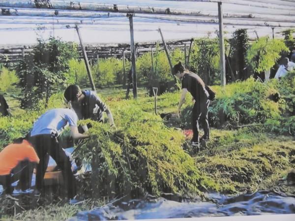 海巡署查獲史上最大大麻田,預計成品可供數十萬人吸食。(翻攝畫面)