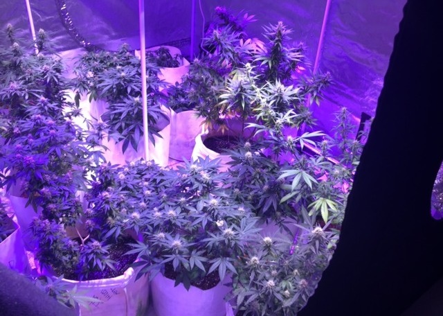 刑事局破獲竹北大麻園，意外扯出刑警涉案。（翻攝畫面）