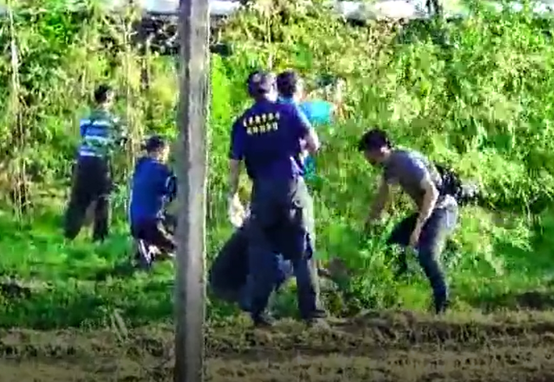 破獲史上最大大麻案，海巡署查獲市值2.3億一甲地的大麻田。（翻攝畫面）