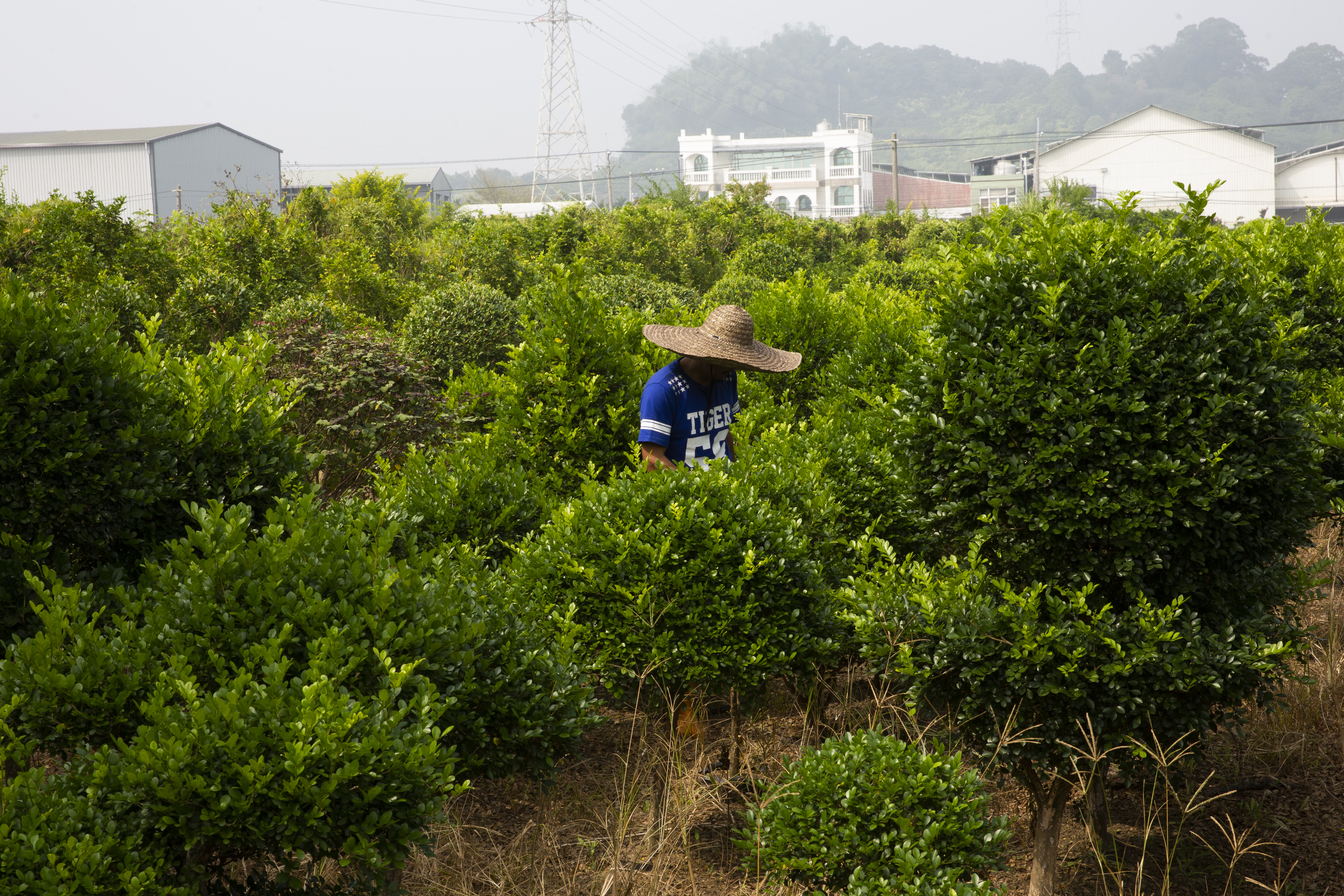 蕭俊輝利照護父母的空檔經營造型植栽事業,但也無法全心投入,得配合照護時間。