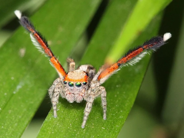 (來源:維基百科)