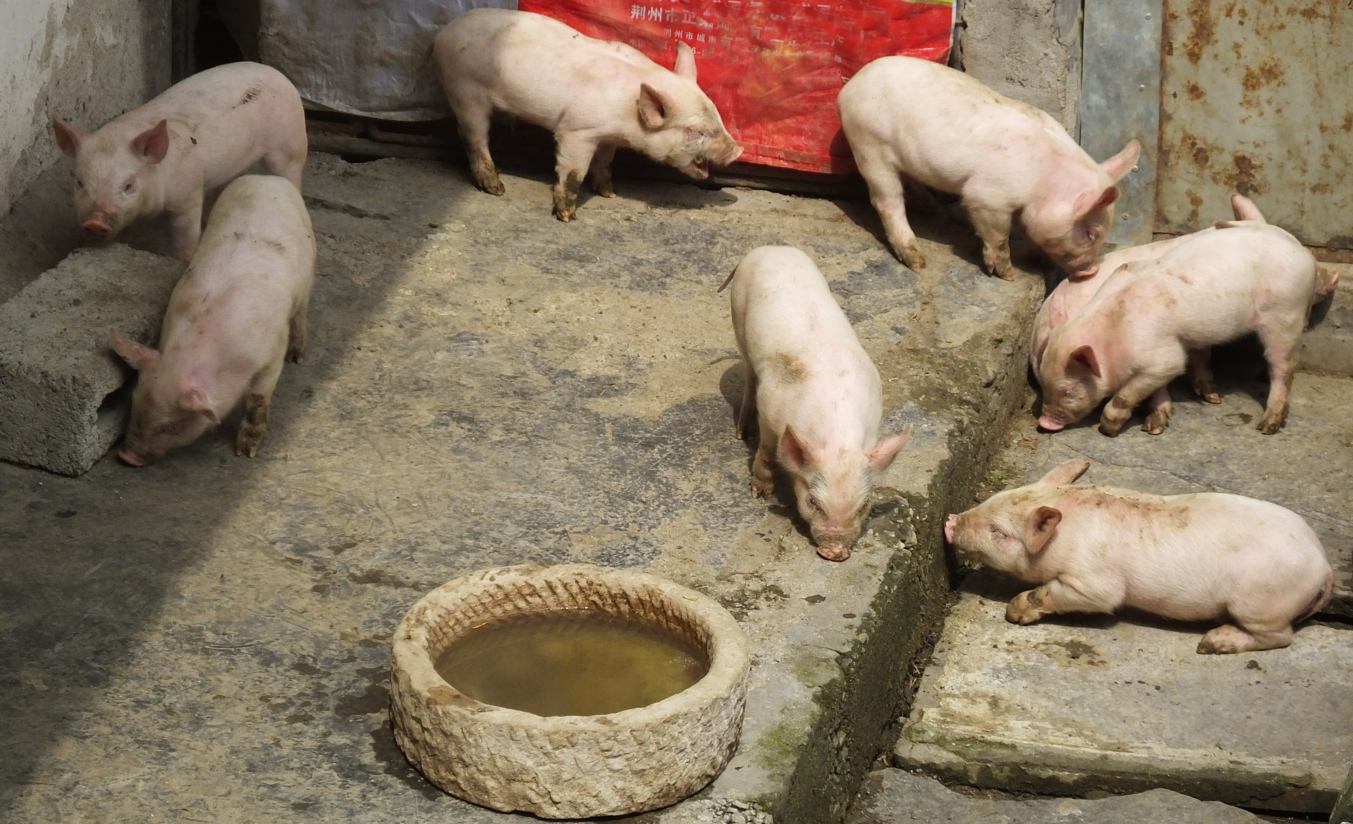 若旅客攜帶自非洲豬瘟發生國近3年的肉品回台，將面對初次違法即付出20萬元的代價。（東方IC）