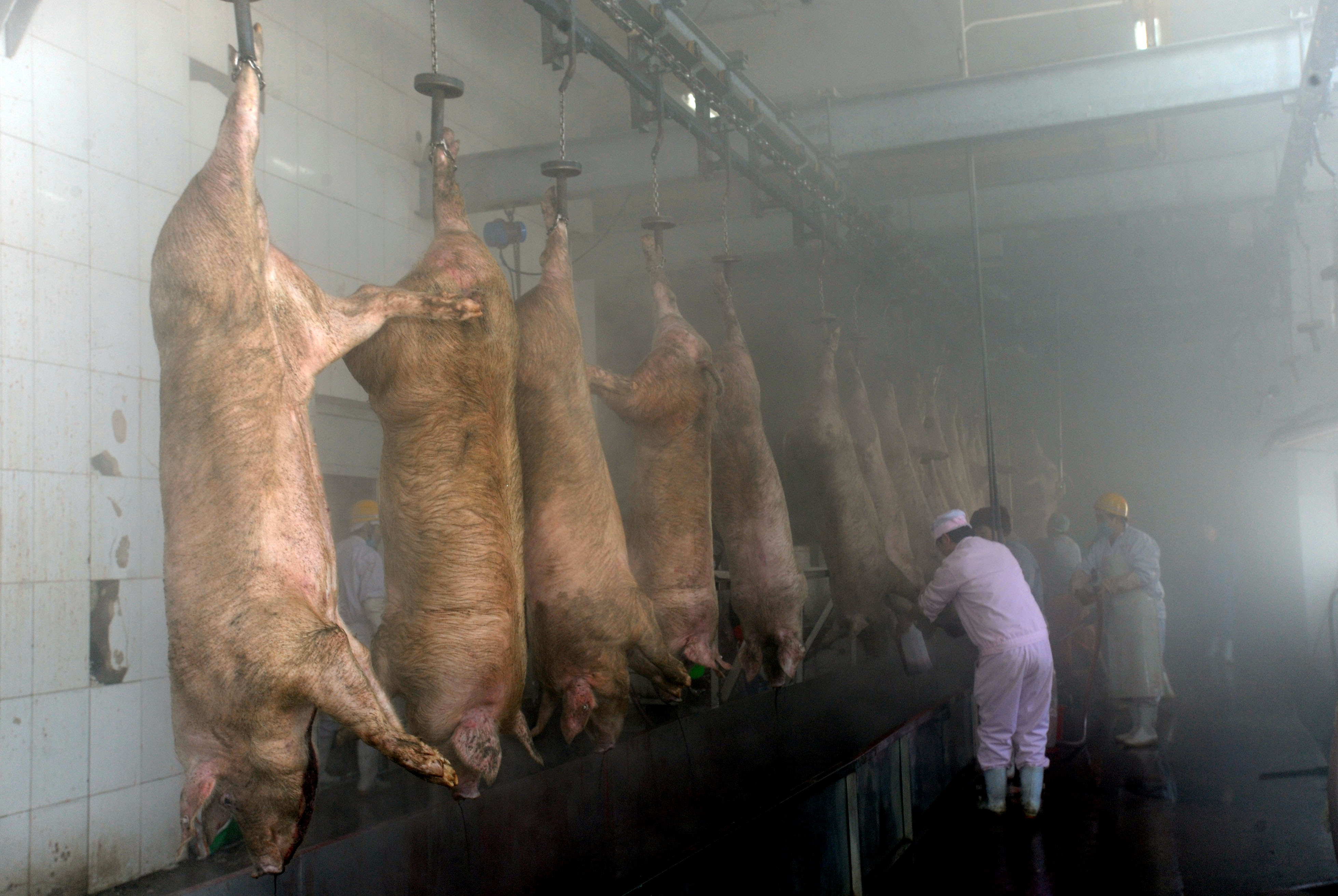 廣東省珠海市香洲區一處屠宰場發現豬瘟，圖為瀋陽屠宰場。（東方IC）