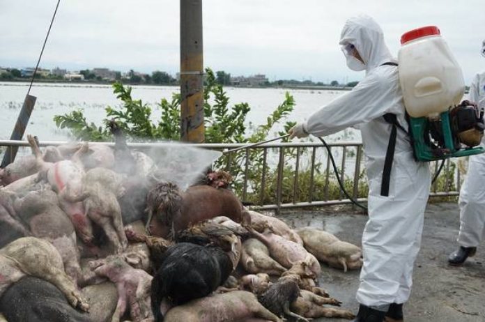 許多參與撲殺的阿兵哥吃不下也睡不著，最後得去看心理醫師或是前去廟宇收驚，圖為示意圖。（陸軍司令部提供）