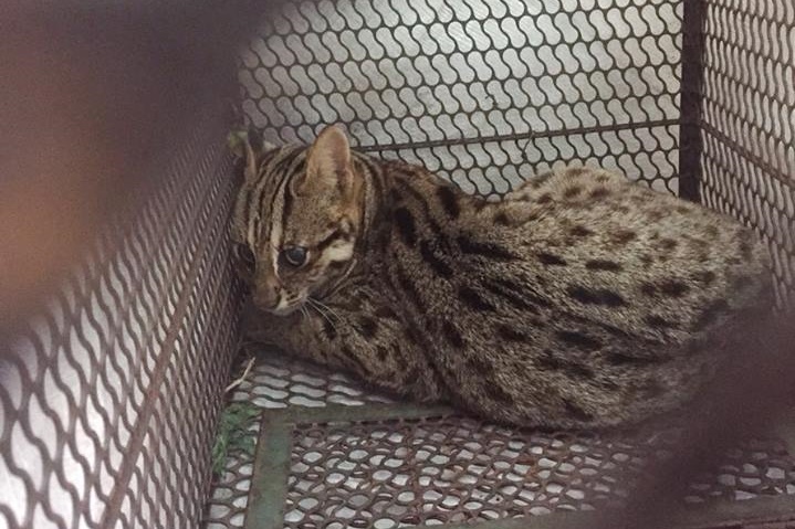 （取自黃正彪粉絲專頁）