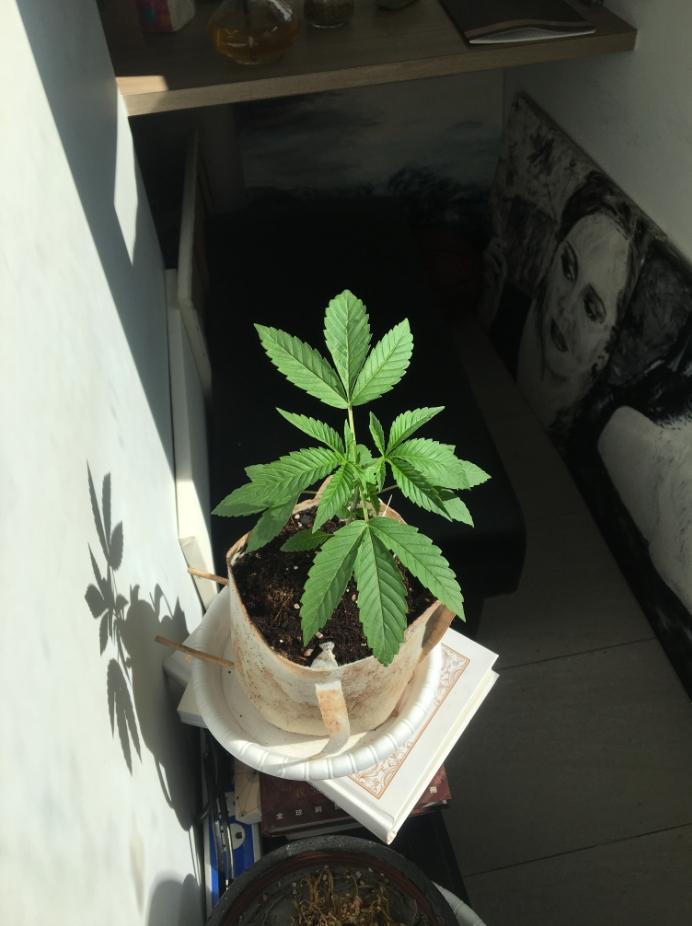 大麻活株1株。(警方提供)