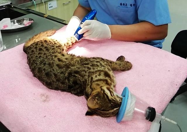 受傷石虎的精神狀況不錯，還會對人吼叫，不過腳傷恐需要截肢。（農業處提供）