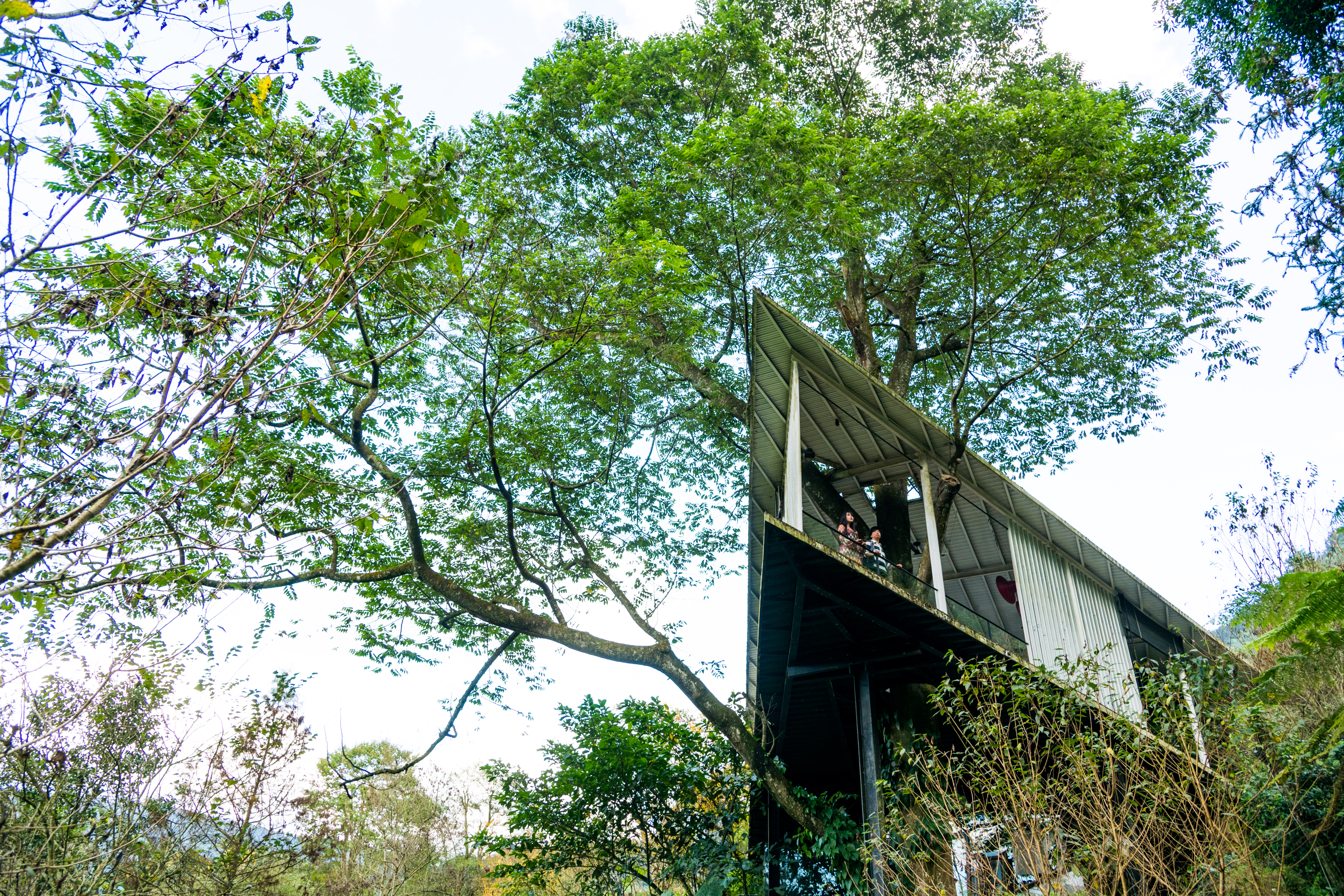與自然融合的半戶外建築，是「九樹森林」的用餐空間。
