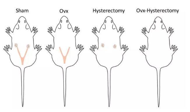 對照組大鼠（來源：Hysterectomy Uniquely Impacts Spatial Memory in a Rat Model: A Role for the Nonpregnant Uterus in Cognitive Processes）
