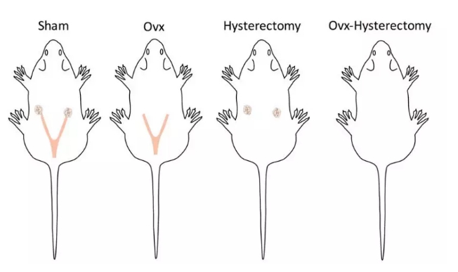 對照組大鼠(來源:Hysterectomy Uniquely Impacts Spatial Memory in a Rat Model: A Role for the Nonpregnant Uterus in Cognitive Processes)