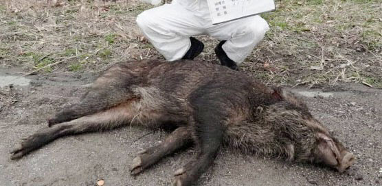 愛知縣發現病死豬，是日本境內第6例，也是首次發生在歧阜縣外的案例。（翻攝自日本経済新聞）