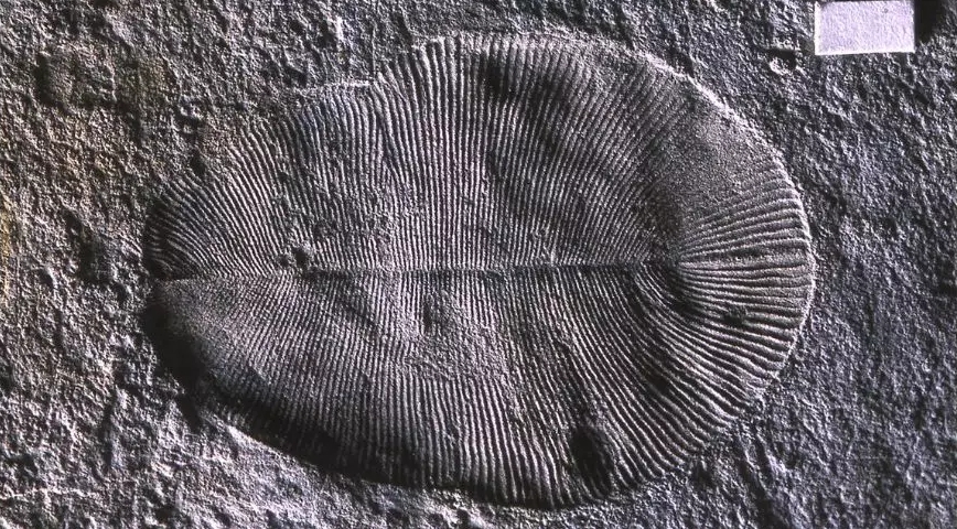 圖／5億年前的動物（來源：D. Grazhdankin）