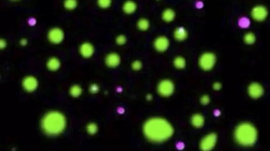 圖 | 細胞內相分離（來源：E. M. Langdon et al., Science 2018）