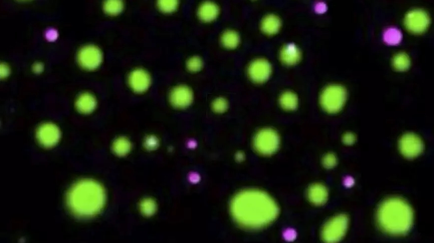 圖 | 細胞內相分離(來源:E. M. Langdon et al., Science 2018)