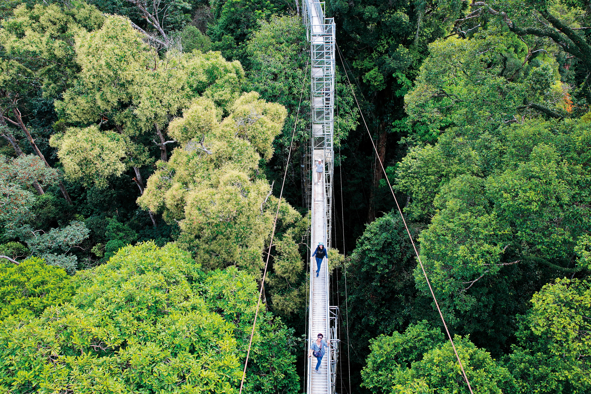 攀上50公尺高的「烏魯淡武廊國家公園」天空步道平台，就能站在樹冠之巔，體驗森林之王滋味。