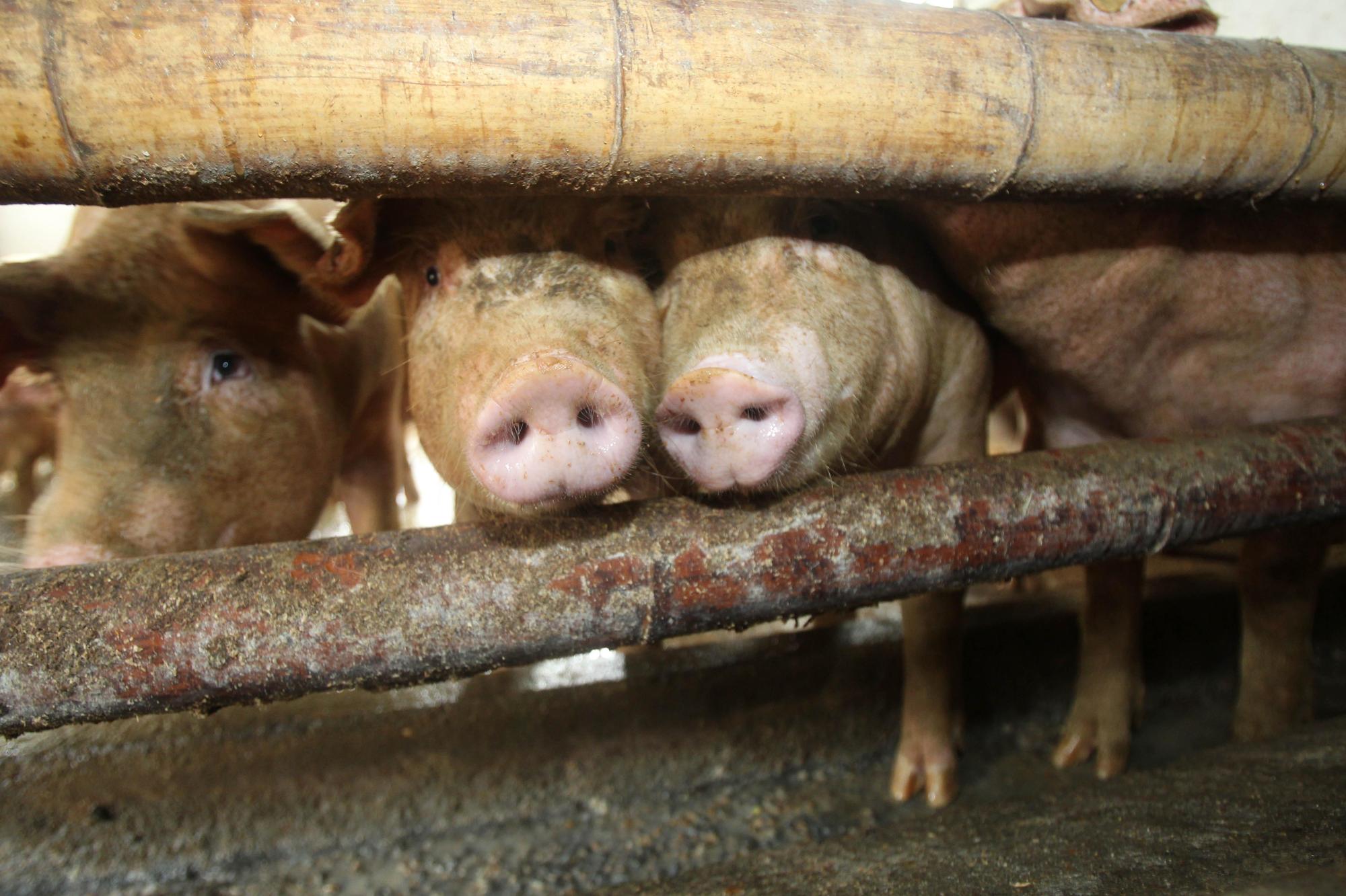 天津海關於豬飼料當中檢出非洲豬瘟病毒。(東方IC)