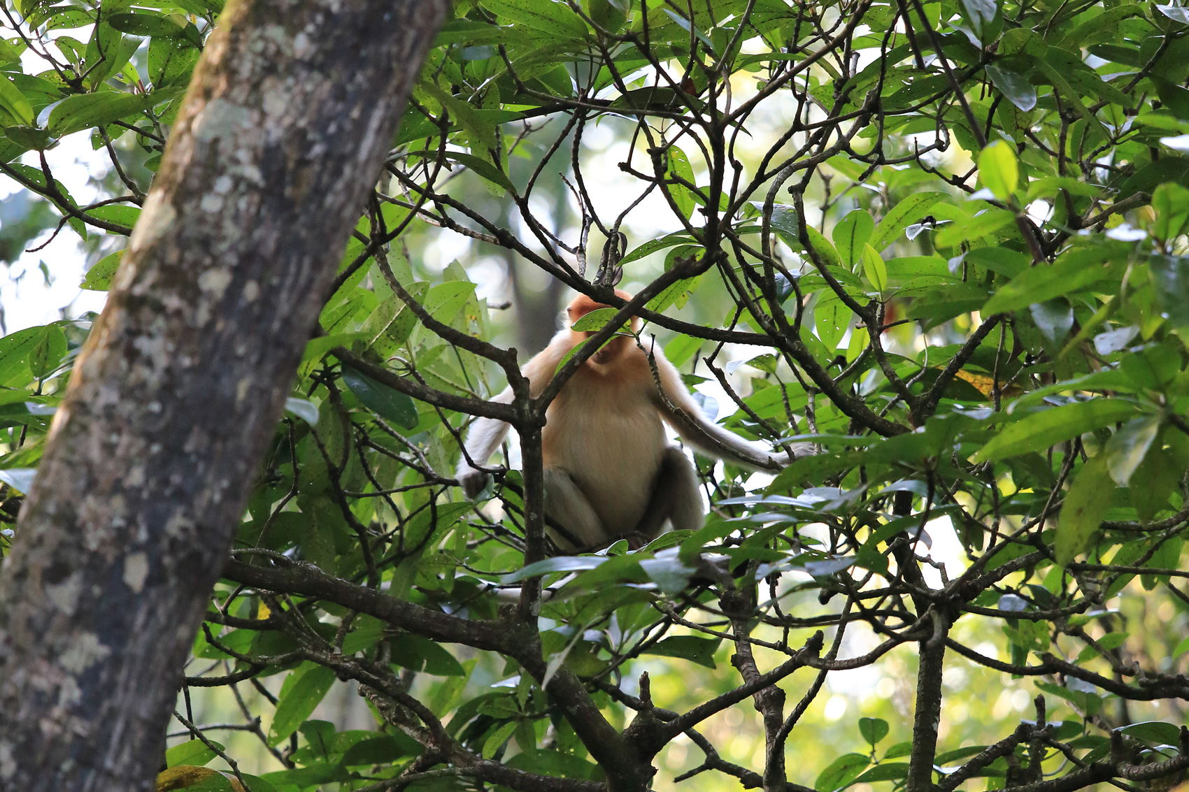 就是不讓你拍，雖然攝影交出的都是長鼻猴的正臉照，但其實我們記憶卡70％拍到都是像這樣的遮臉照。（童心怡攝影）