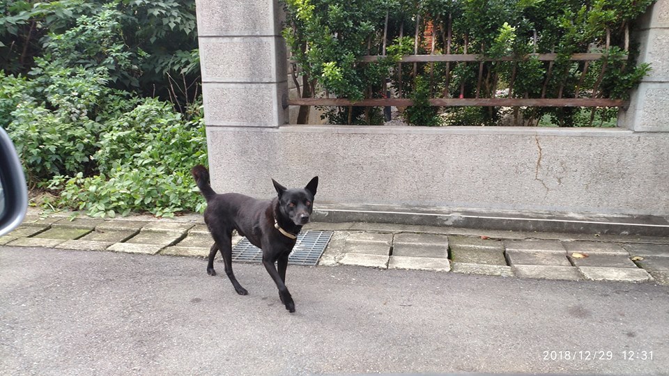 呂女被野狗嚇到自摔，臉部傷勢十分嚴重。（翻攝畫面）