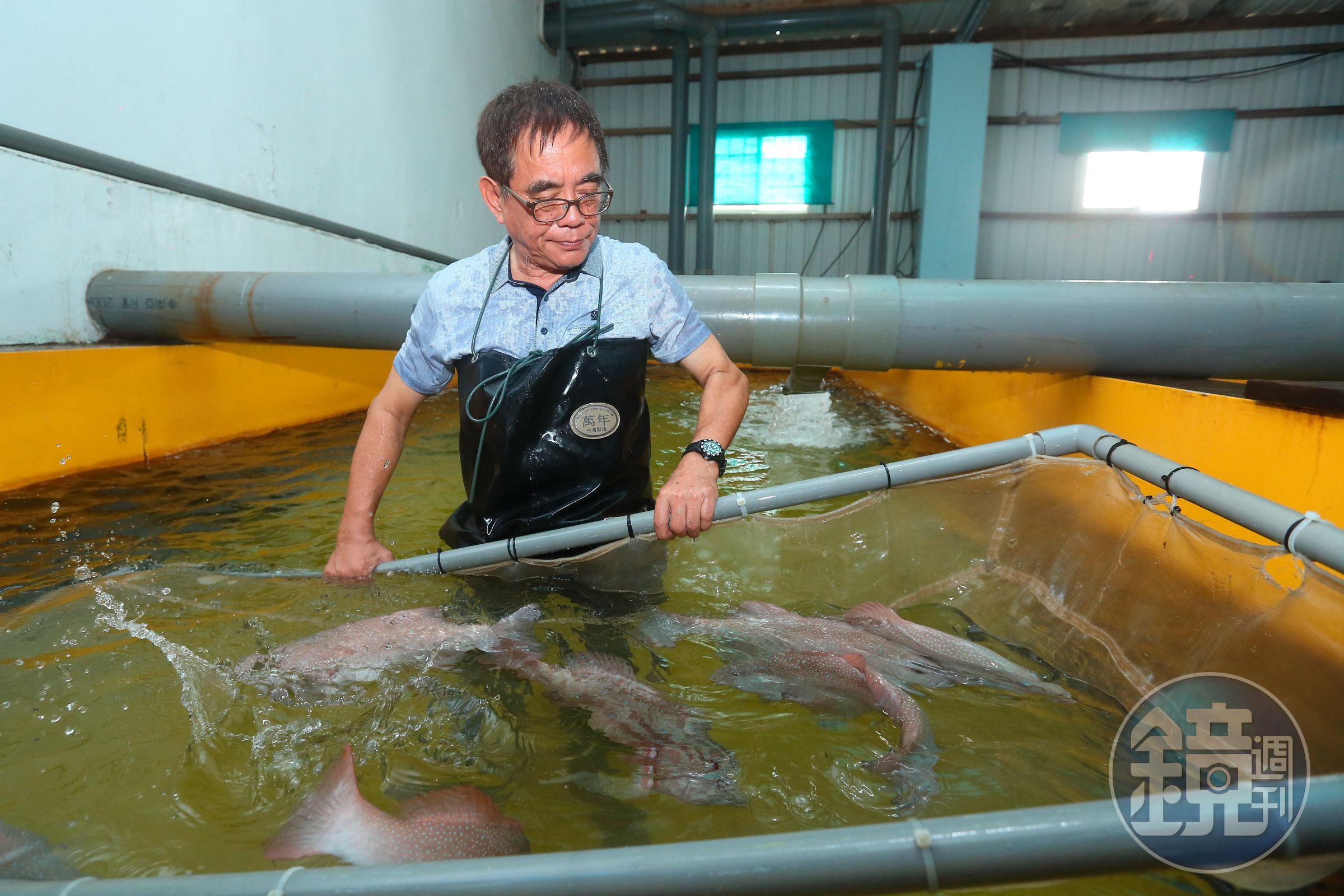 謝清輝從小就是魚癡，他研發出室內生態循環系統，成功養出紅色的東星斑。是高檔餐廳的首選。
