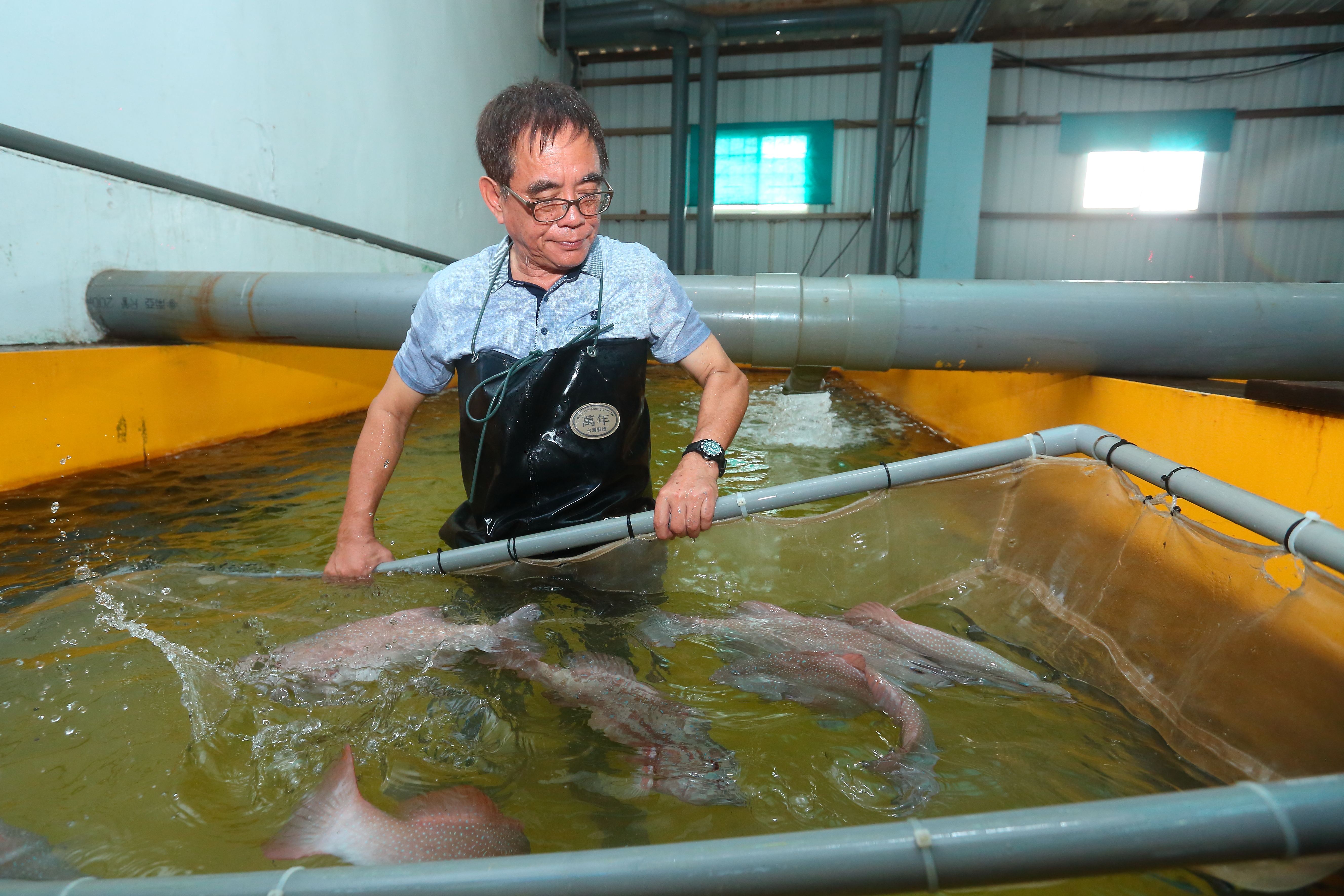 謝清輝從小就是魚癡，他研發出室內生態循環系統，成功養出紅色的東星斑。是高檔餐廳的首選。