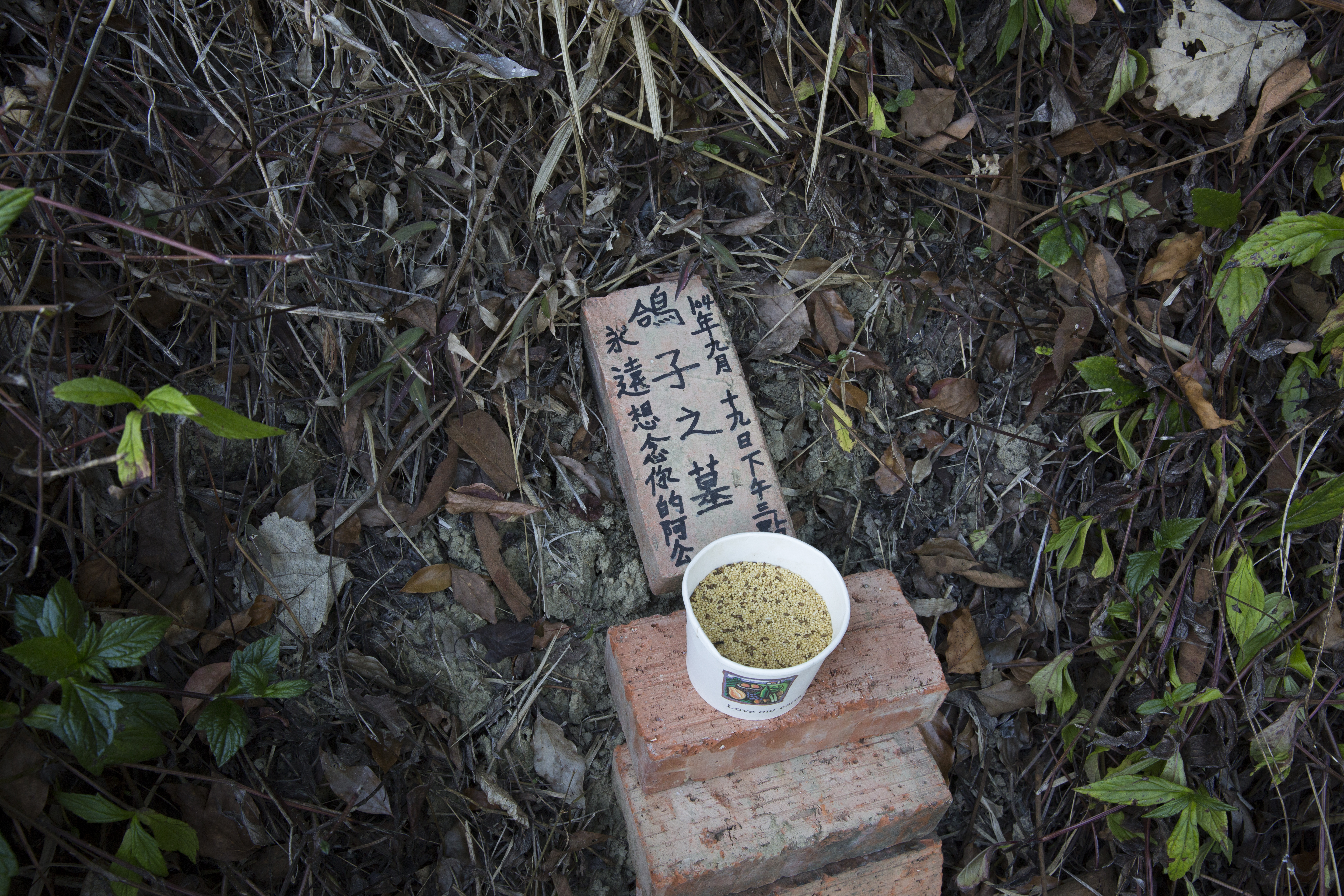 謝天福路上見到動物屍體會不忍，發善心將牠們埋葬。