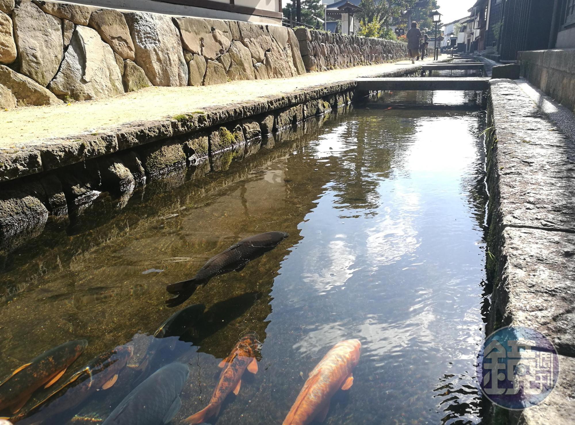 不少人來到飛驒古川，就為了一睹瀨戶川裡千尾鯉魚的奇景。
