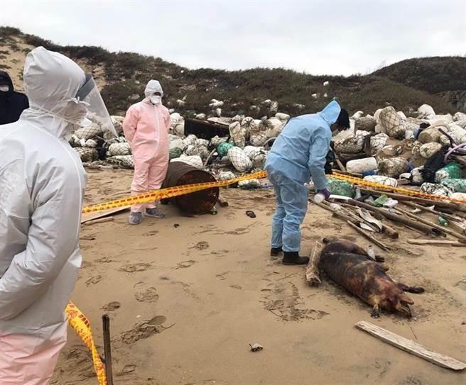 中國大陸感染非洲豬瘟豬屍漂海在金門登岸，恐害台灣陷入疫情風暴。（金門巡岸隊提供）